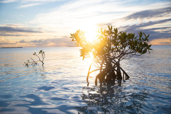 spring environmental